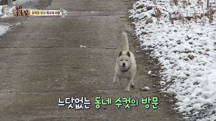 동물농장 최대의 스캔들 카사노바 상동이, 그 이후 | 인스티즈