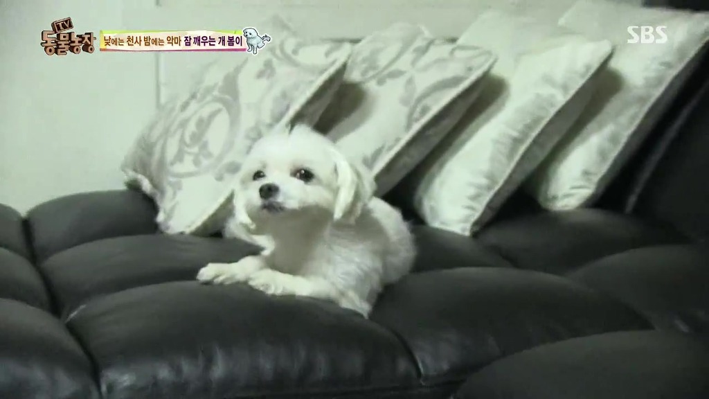 [동물농장] 새식구 들어온 후 우울해진 봄이.jpg | 인스티즈