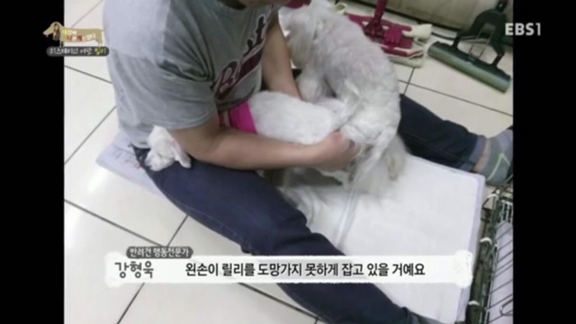 인간에 의해 강제교배당하는 강아지들(부제:강제교배는 강간과 다름없다) | 인스티즈