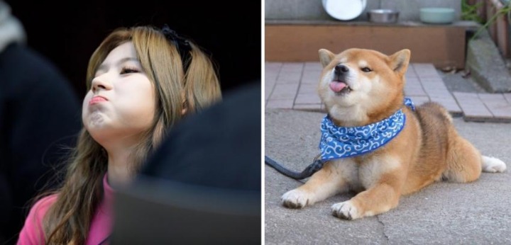 댕댕이닮은 사나 모음 | 인스티즈