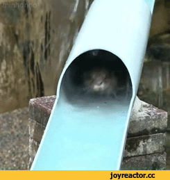 수달의 워터파크 (심쿵주의) | 인스티즈