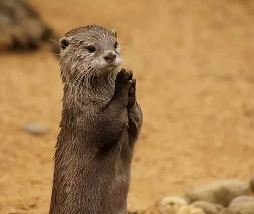 수달vs해달 이목구비 구분해드림 | 인스티즈