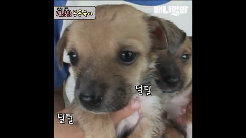 멍이와 낭이의 공동육아 흡 ㅠㅠ | 인스티즈