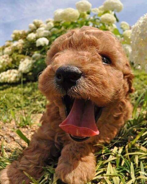 귀여운 강아지들 근접샷 모음 | 인스티즈