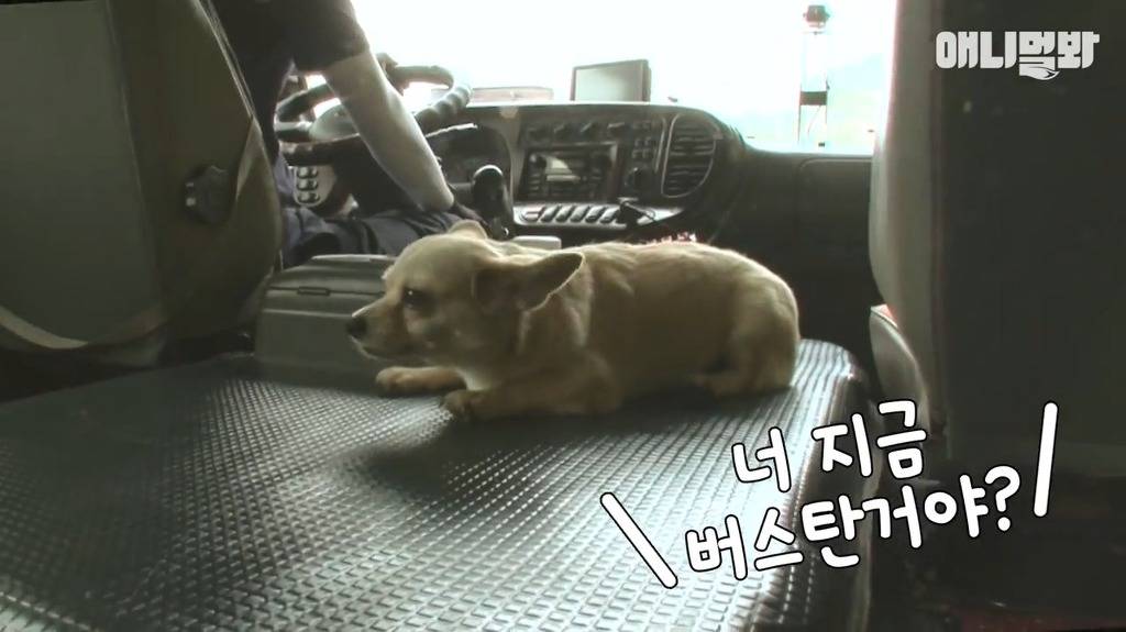 혼자 버스타고 지인 만나러가는 강아지 | 인스티즈