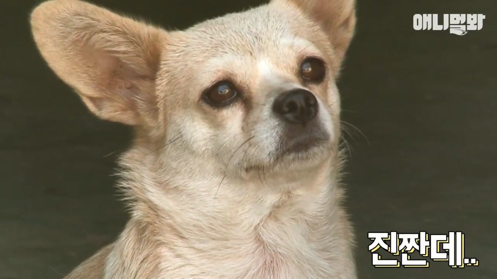 혼자 버스타고 지인 만나러가는 강아지 | 인스티즈