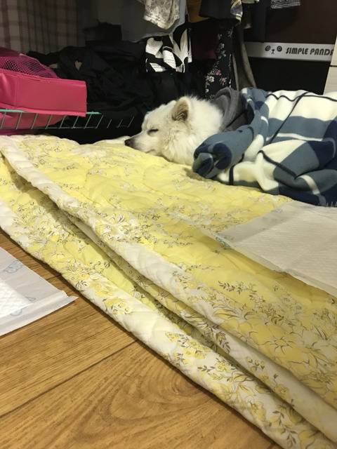 한파에 살아남아 구조된 겨울이가 봄이 오는 것을 볼 수 있게 도와주세요ㅠㅠ | 인스티즈