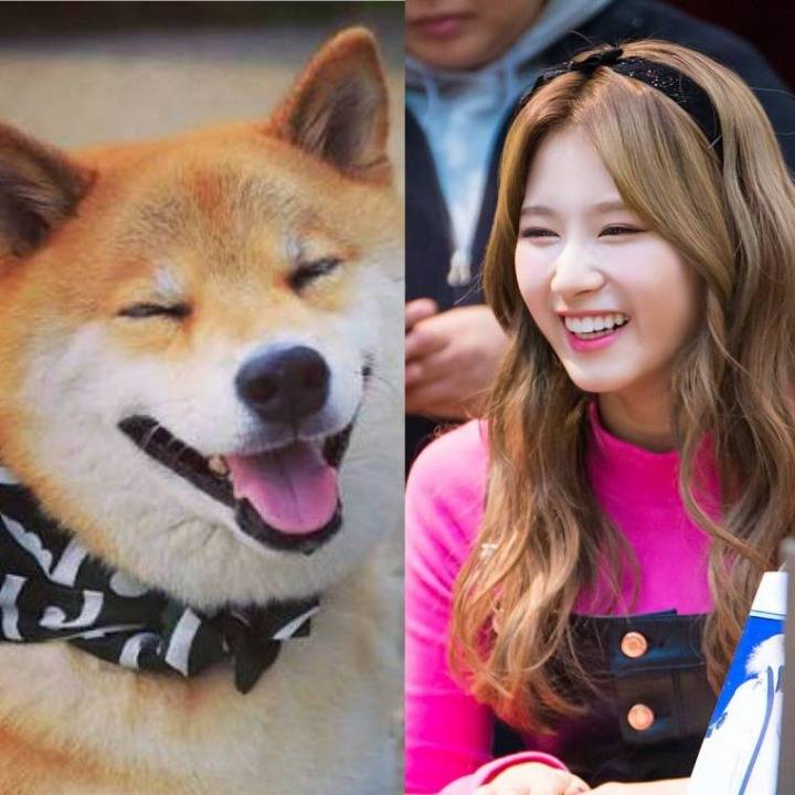 댕댕이닮은 사나 모음 | 인스티즈