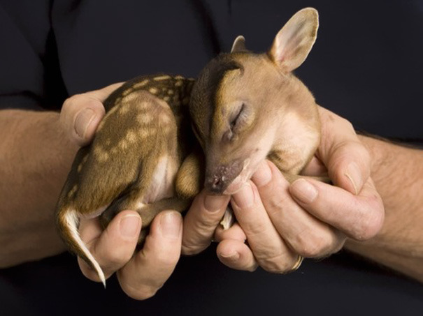 놀라울정도로 귀여운 아기 동물들.jpg | 인스티즈