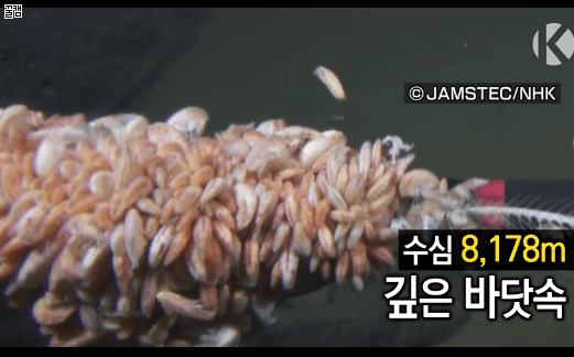수심 8178m에서 심해어 촬영 성공한 일본.JPG | 인스티즈
