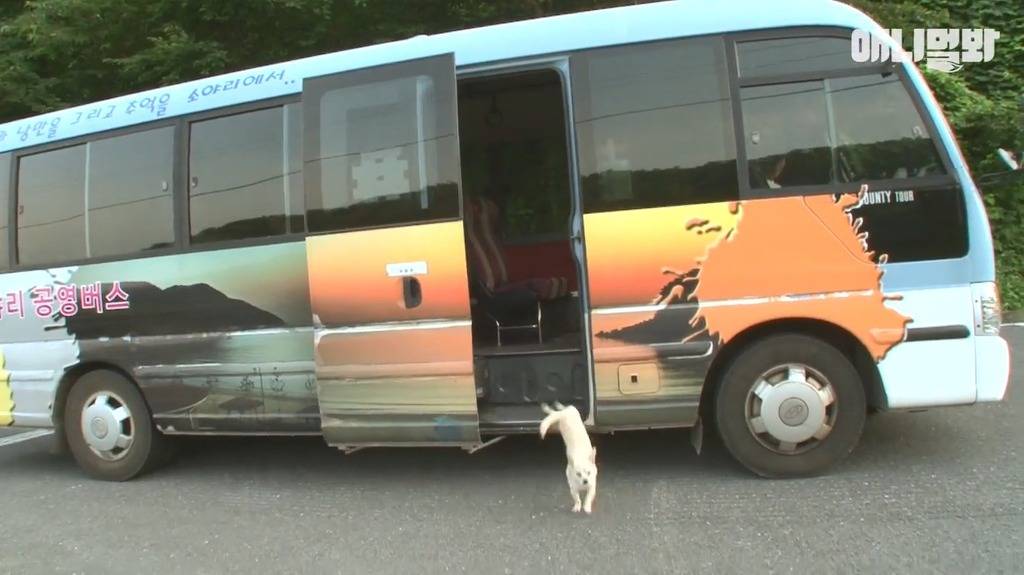 혼자 버스타고 지인 만나러가는 강아지 | 인스티즈