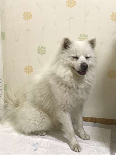 한파에 살아남아 구조된 겨울이가 봄이 오는 것을 볼 수 있게 도와주세요ㅠㅠ | 인스티즈
