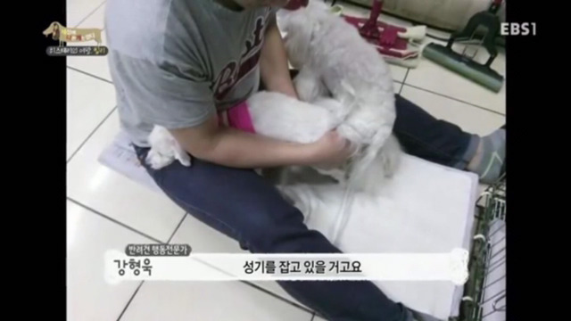 인간에 의해 강제교배당하는 강아지들(부제:강제교배는 강간과 다름없다) | 인스티즈