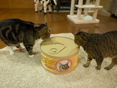 나만 없어 고양이 나만... | 인스티즈