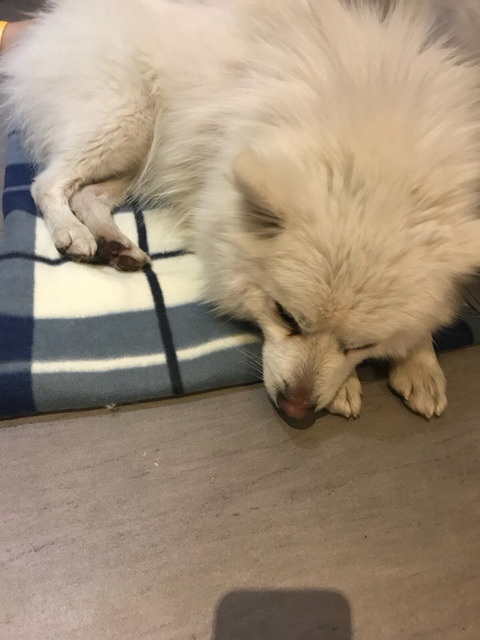 한파에 살아남아 구조된 겨울이가 봄이 오는 것을 볼 수 있게 도와주세요ㅠㅠ | 인스티즈