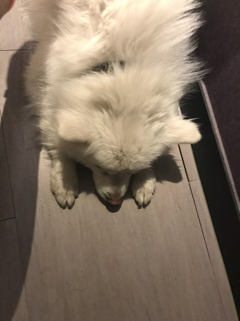 한파에 살아남아 구조된 겨울이가 봄이 오는 것을 볼 수 있게 도와주세요ㅠㅠ | 인스티즈