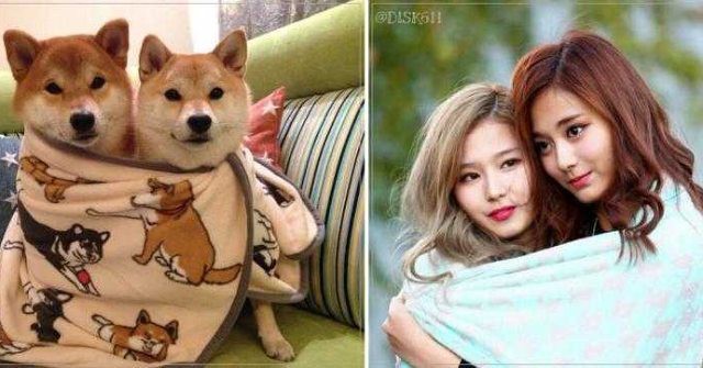 댕댕이닮은 사나 모음 | 인스티즈