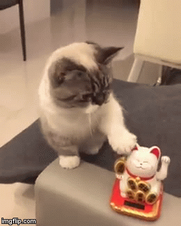 나도 할수 있다냥.gif | 인스티즈