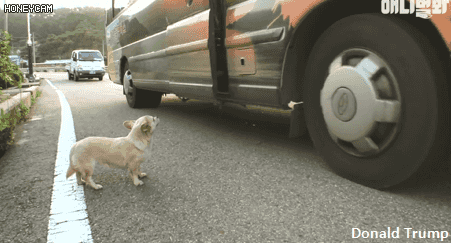 혼자 버스타고 지인 만나러가는 강아지 | 인스티즈