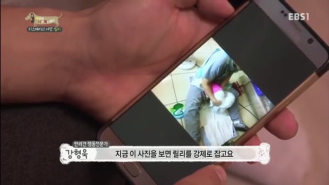 인간에 의해 강제교배당하는 강아지들(부제:강제교배는 강간과 다름없다) | 인스티즈