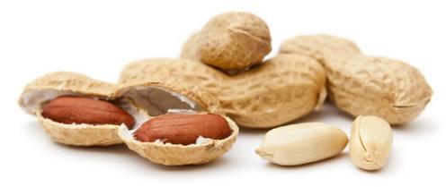 가장 좋아하는 견과류는?? | 인스티즈