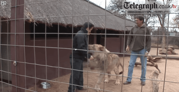 사자가 인간이랑 놀아주면 어떻게되나.gif | 인스티즈