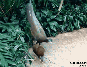 짝짓기를 하기위해 암컷에게 구애하는 수컷들 | 인스티즈