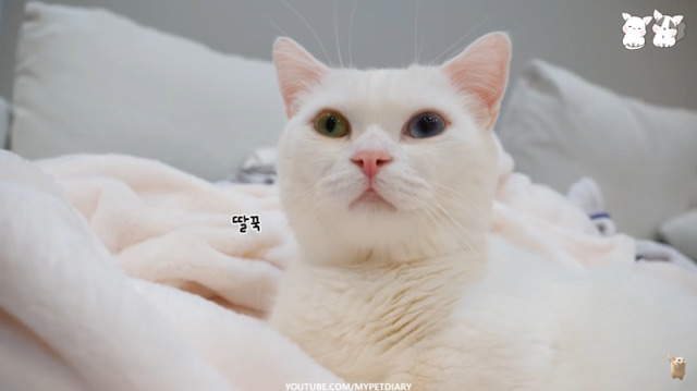 고양이 딸꾹질 소리 (feat. 꼬부기) | 인스티즈