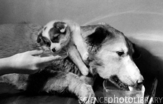 많은 사람을 살린 장기이식기술의 시작.jpg | 인스티즈