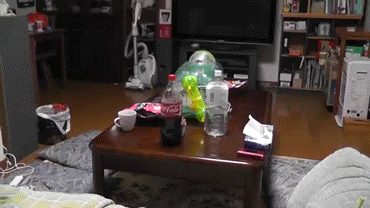 [햄스터] 햄스터.gif (데이터 주의) | 인스티즈