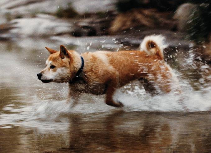 각 나라를 대표하는 국견(개)들 [삐쥐유/귀여움주의] | 인스티즈