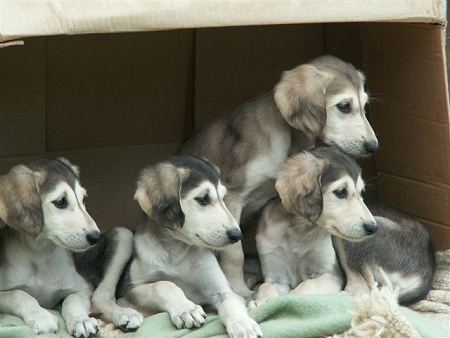 각 나라를 대표하는 국견(개)들 [삐쥐유/귀여움주의] | 인스티즈