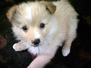 각 나라를 대표하는 국견(개)들 [삐쥐유/귀여움주의] | 인스티즈