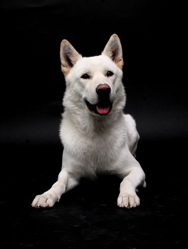 각 나라를 대표하는 국견(개)들 [삐쥐유/귀여움주의] | 인스티즈