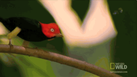 짝짓기를 하기위해 암컷에게 구애하는 수컷들 | 인스티즈