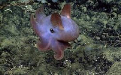 이거 문어맞아? 코끼리새끼아니야? | 인스티즈