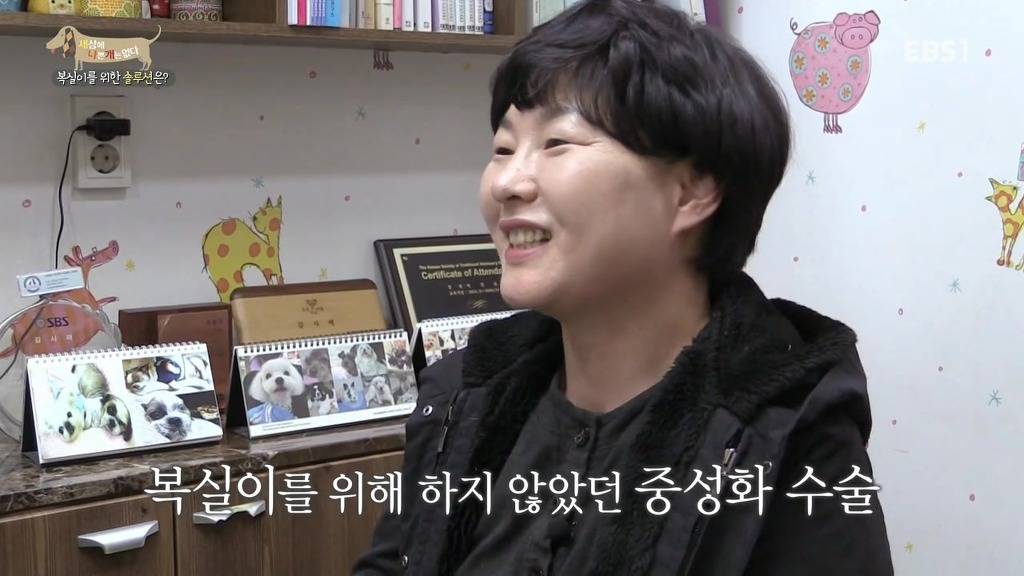 개 키울때 중성화 수술을 해줘야하는 이유 (feat.세나개) | 인스티즈