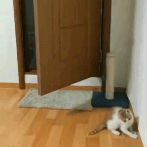 고양이 활용 꿀팁.gif | 인스티즈