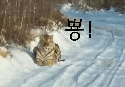 러시아의 길고양이 | 인스티즈