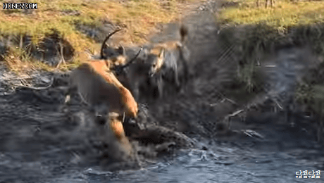 하이에나 무리를 상대로 용감했던 임팔라 (혐오주의) | 인스티즈