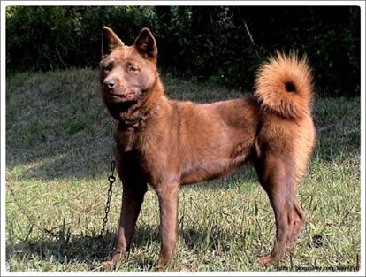 한국의 견종들 | 인스티즈