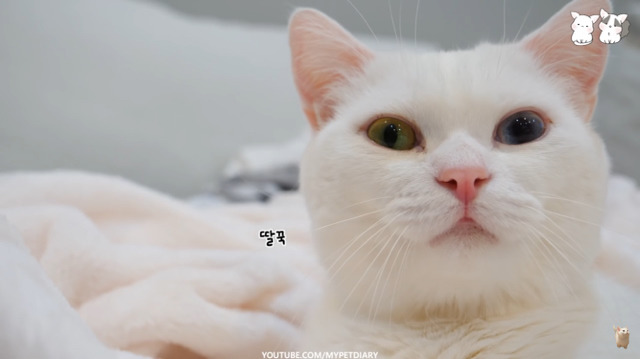 고양이 딸꾹질 소리 (feat. 꼬부기) | 인스티즈