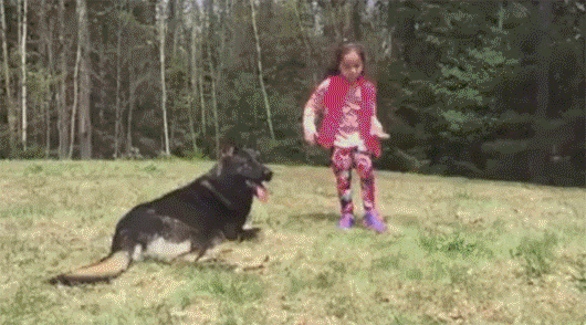 고양이 vs | 인스티즈