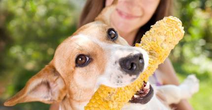 반려견에게 실수로라도 주면 안 되는 음식 12가지 | 인스티즈