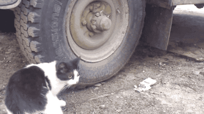 위장술 레전드.gif | 인스티즈