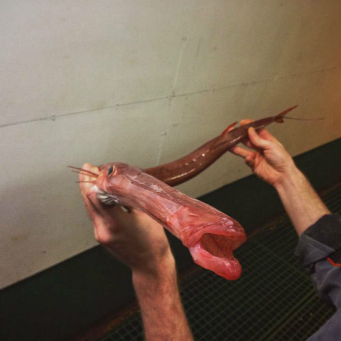 러시아 어부가 잡은 심해 생물들 | 인스티즈