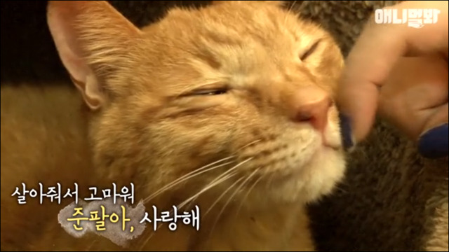 고양이 확대범 배다해 | 인스티즈