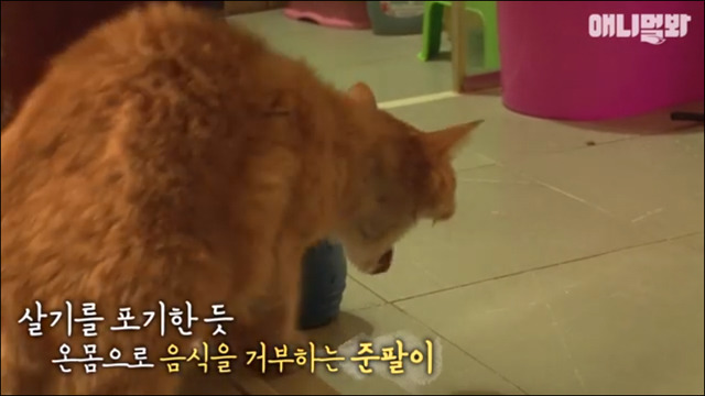 고양이 확대범 배다해 | 인스티즈