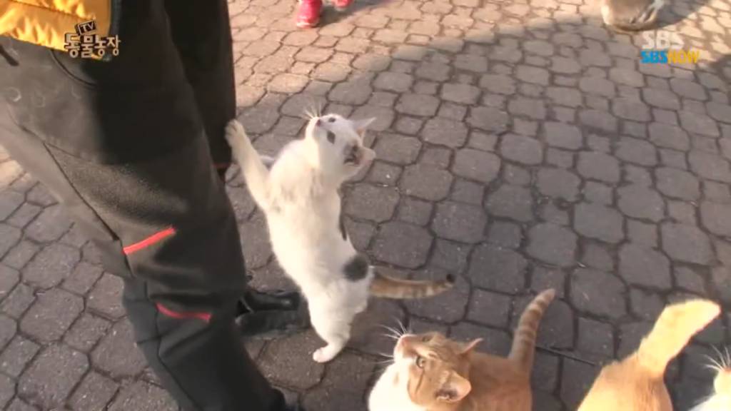 확실한 김첨지의 나라 대한민국.jpg(feat.키우던 반려묘 버리지마세요ㅜㅜㅜ) | 인스티즈