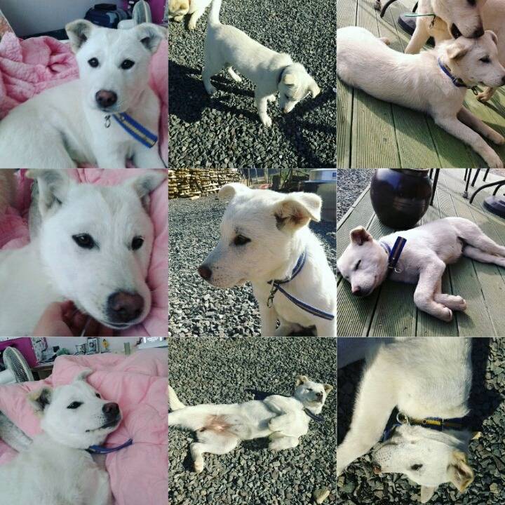 매실이 견주입니다. 정말 마지막 글이 될 것 같습니다. 마지막 관심 부탁드립니다 | 인스티즈